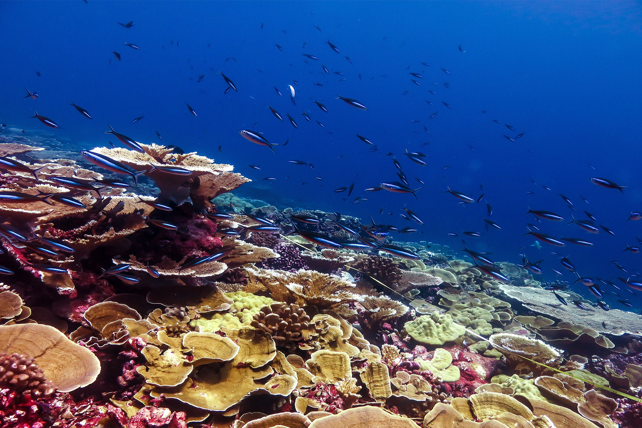 before_littleAcropora.ngsversion.1515008718325